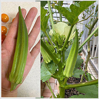 美味しい野菜/DAISO種/種からの収穫/夏野菜/プランター栽培...などのインテリア実例 - 2023-07-29 19:48:42