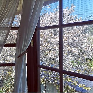 ベッド周り/窓辺のインテリア/窓辺/窓辺の風景/桜...などのインテリア実例 - 2024-04-10 15:28:56
