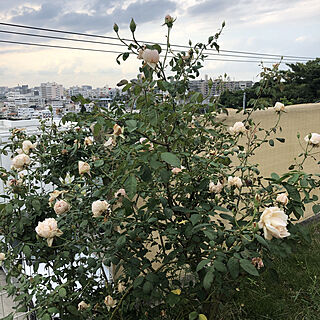 薔薇が好き♡/ばらが咲きました♡/庭/薔薇が好き/薔薇のある庭...などのインテリア実例 - 2020-11-11 16:18:04