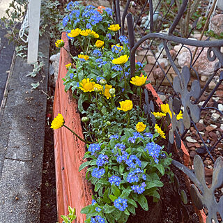 黄色✖️水色/水色/寄せ植え/花のある暮らし/庭...などのインテリア実例 - 2022-03-20 12:06:43