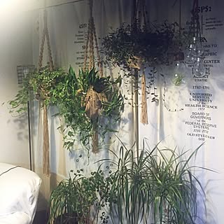 部屋全体/NO GREEN NO LIFE/ak3ちゃん♡/観葉植物/プラントハンガー...などのインテリア実例 - 2016-08-16 19:21:26