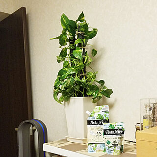 部屋全体/観葉植物/多肉植物/植物のある暮らし/虫対策...などのインテリア実例 - 2021-06-16 21:27:57