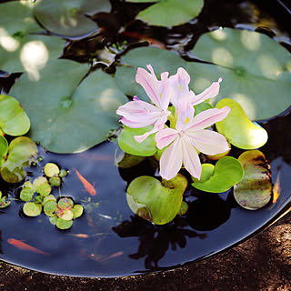 ホテイアオイの花/メダカ/水鉢/庭/玄関/入り口のインテリア実例 - 2021-10-03 14:18:16