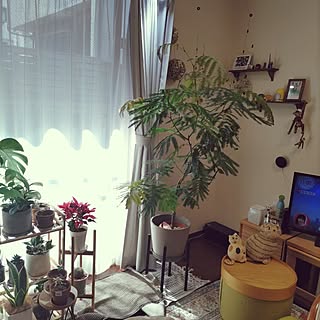 リビング/観葉植物のある部屋/感謝です♡/いいねと、フォローの押し逃げすみません！/フォロー&いいね ありがとうございます♡...などのインテリア実例 - 2023-03-16 11:04:27