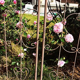 ハウステンボス/バラ/ばら/薔薇/庭の花...などのインテリア実例 - 2017-05-16 10:00:53