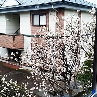 部屋全体/さくら/窓からの景色のインテリア実例 - 2016-03-19 21:04:09