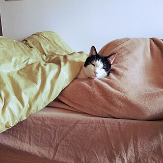 ベッド周り/はちわれ猫/アル君/ねこのいる暮らし/保護猫のインテリア実例 - 2021-04-10 09:13:13