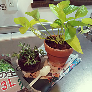 部屋全体/植替え/ダイソーの観葉植物/ポトスライム/ダイソー...などのインテリア実例 - 2020-12-13 08:10:55