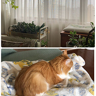 猫と暮らす家/観葉植物のある暮らし/多肉植物のある暮らし/心配です…/窓辺の風景...などのインテリア実例 - 2023-06-02 13:38:02