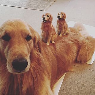 部屋全体/ゴールデンと暮らす/羊毛フェルト作家活動中/ゴールデンの居る家/犬...などのインテリア実例 - 2016-11-08 12:40:43