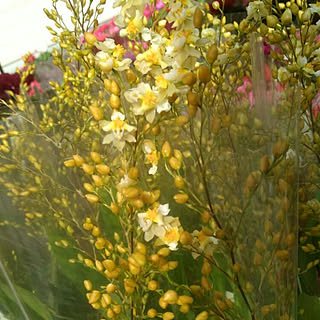 オンシジューム/観葉植物/お花/植物/生花...などのインテリア実例 - 2018-12-03 09:11:28