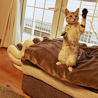 猫と暮らす ボロボロソファーのインテリア実例 Roomclip ルームクリップ