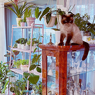猫と暮らす家/植物/Saltarelli Amalfi/スチールラックパルフェのインテリア実例 - 2022-10-03 18:17:47