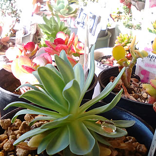 棚/モノ集め/観葉植物のある暮らし/ガーデン雑貨/succulent plants...などのインテリア実例 - 2018-03-31 22:14:55