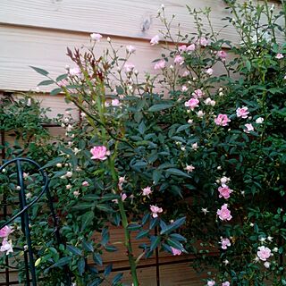 庭でーす。/ピンク/バラ大好き♡/バラの花/小さいバラのインテリア実例 - 2015-05-10 16:39:00