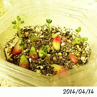 多肉植物/いつもいいねありがとうございます♡/多肉赤ちゃん♥/葉挿しのインテリア実例 - 2014-04-14 10:57:30