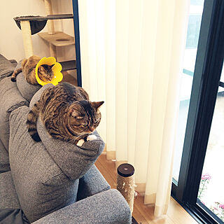 リビング/IKEA/IKEAのソファー/キャットタワー/猫のための家づくり...などのインテリア実例 - 2021-05-19 13:41:41