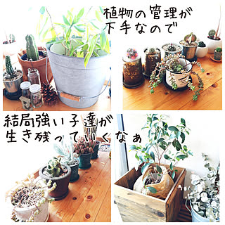 玄関/入り口/植物のある暮らし/棚DIY/セルフリフォーム/観葉植物...などのインテリア実例 - 2021-04-05 12:47:46