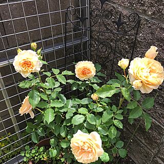 玄関/入り口/河本純子さんの薔薇のインテリア実例 - 2017-05-17 15:05:05