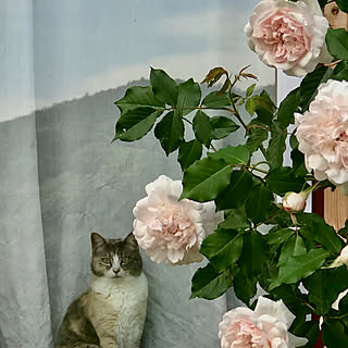 バラ マダムアルフレッドキャリエールのおしゃれなアレンジ 飾り方のインテリア実例 Roomclip ルームクリップ