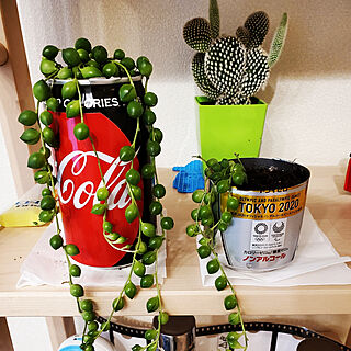 観葉植物/DIY/コカ・コーラ缶のインテリア実例 - 2020-05-18 17:59:52