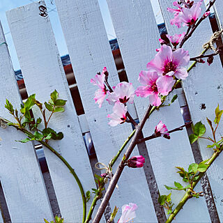 アーモンドの木/ガーデン/DIY/お庭/玄関/入り口のインテリア実例 - 2019-03-25 19:45:03