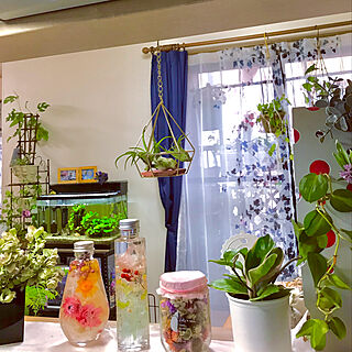 観葉植物のある生活/ここ好き♡/キッチンからの眺め♡/緑と花と暮らす/ガーデニング大好き...などのインテリア実例 - 2019-05-31 06:51:47