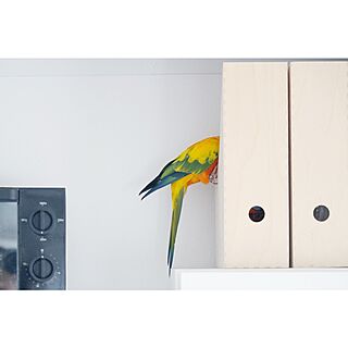 無印良品/IKEA/コガネメキシコインコのインテリア実例 - 2015-09-23 10:16:35