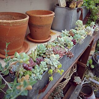 ベッド周り/多肉植物/ブログやってます(*Ü*)/朝の１枚/グリーンのある暮らし...などのインテリア実例 - 2016-03-25 09:18:26