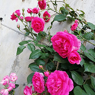 玄関/入り口/鉢植え/薔薇/バラ/花のある暮らし...などのインテリア実例 - 2022-05-25 11:07:51