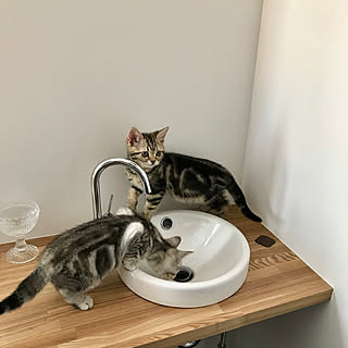 カウンター/marimekko/猫の水飲み場/お気に入り/子猫...などのインテリア実例 - 2019-05-11 10:02:15