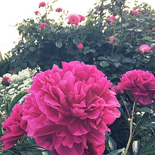 リビング/つるバラ/シャクヤク/花のある暮らし/花が好き...などのインテリア実例 - 2017-05-22 14:00:04