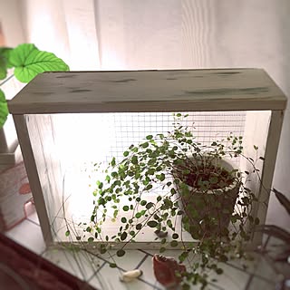 貝殻/ワイヤープランツ/夏/ウンベラータ/植物...などのインテリア実例 - 2016-08-10 07:33:06