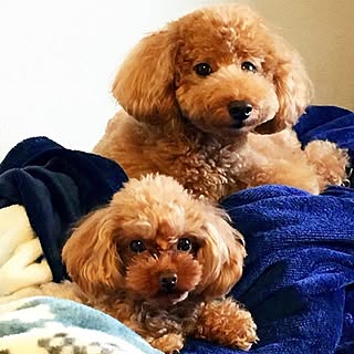 お犬さま専用のインテリア実例 ｜ RoomClip（ルームクリップ）