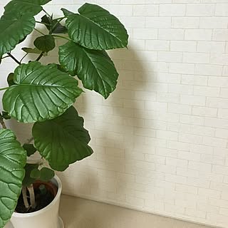 壁/天井/観葉植物/サンゲツ壁紙/れんが壁紙/ナチュラル...などのインテリア実例 - 2016-09-20 22:24:25