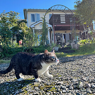 猫好きさんと繋がりたい/猫のいる風景/猫のいる暮らし/洗濯日和/快晴...などのインテリア実例 - 2021-09-11 16:43:04