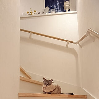 部屋全体/階段/2～3階の階段/我が家の猫、モニカです。/カメラ目線が苦手でして……...などのインテリア実例 - 2018-06-02 22:05:24