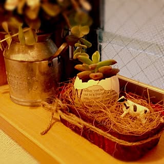 壁/天井/セリア/100均/いなざうるす屋さん/多肉植物...などのインテリア実例 - 2014-03-13 19:49:37