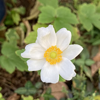 玄関/入り口/花のある暮らし/お花が好き/庭/植物のある暮らし...などのインテリア実例 - 2021-10-14 14:48:58