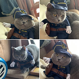 police/cat/猫/猫ばかりですみません/大暴れ...などのインテリア実例 - 2019-06-09 17:13:46