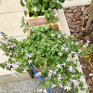 カンパニュラアルペンブルーのインテリア実例 Roomclip ルームクリップ