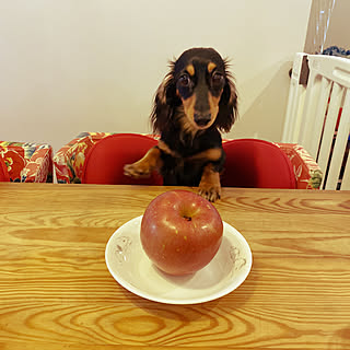 果物/Kartellイス/RC初心者です (´,,•ω•,,)/みなさんの素敵なお部屋憧れます/犬を飼っています...などのインテリア実例 - 2020-11-12 08:36:33