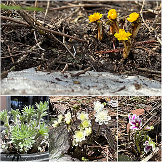 庭パト/福寿草/朝霧草/雪割草/山野草...などのインテリア実例 - 2022-04-11 19:48:17