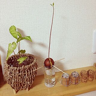 リビング/植物/手作り/観葉植物のインテリア実例 - 2013-11-24 20:38:53