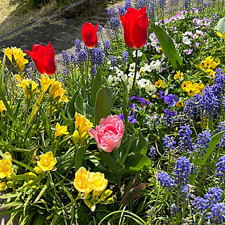 春/チューリップ/ガーデニング/花壇を緑いっぱいにしたい/ムスカリは植えっぱなしです...などのインテリア実例 - 2023-04-02 10:55:50