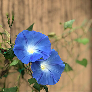 天上の蒼/青い花/緑がある生活/お花が好き/9月の庭...などのインテリア実例 - 2021-09-26 09:58:49