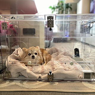 高齢犬のいる生活 ペット用酸素室のおすすめ商品とおしゃれな実例