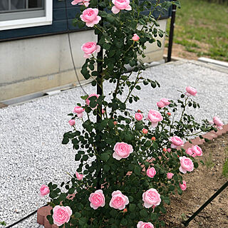 ばらが咲きました♡/ばらの香り/イングリッシュローズ/バラのある庭/バラ...などのインテリア実例 - 2019-05-26 21:28:52
