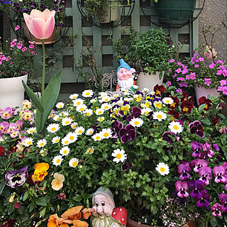 玄関/入り口/ガーデニング/お花大好き♡/ガーデニングの花/花と緑のある暮らしのインテリア実例 - 2018-10-08 16:52:45