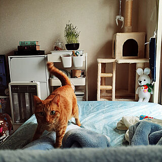 ベッド周り/猫との遊びのインテリア実例 - 2020-05-12 22:27:08